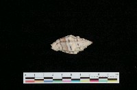 藏品(繩紋蛹筆螺)的圖片